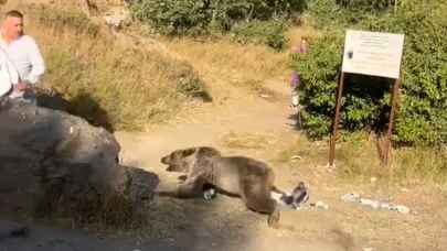Bebekli aileye ayı saldırdı