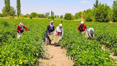 Iğdır'da tarımının yükünü kadınlar sırtlıyor