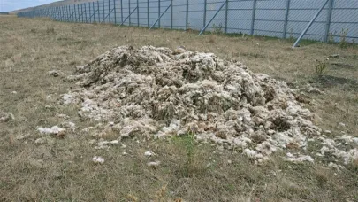 Şahin: Koyun yününe bir zamanlar paha biçilemiyordu