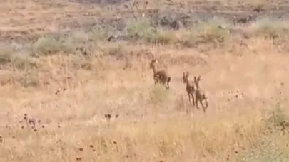 Dağ keçileri piknik alanına indi