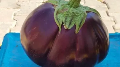 Karpuz gibi patlıcan