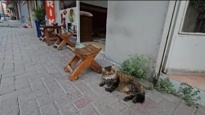 Sevimli "Bıdık" mahallenin maskotu oldu