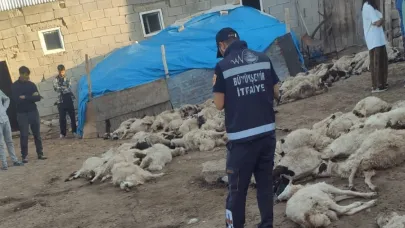 Kurtlar sürüye saldırdı 111 koyun telef oldu