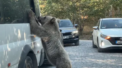 Ayı saldırısından son anda kurtuldu