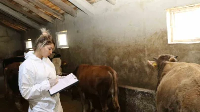 Ağrı’da şap hastalığına karşı aşılama çalışmaları sürüyor