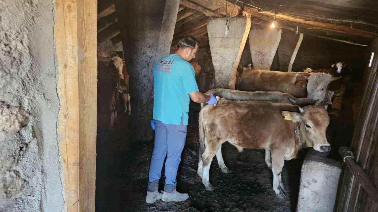 Şap hastalığıyla mücadele sürüyor