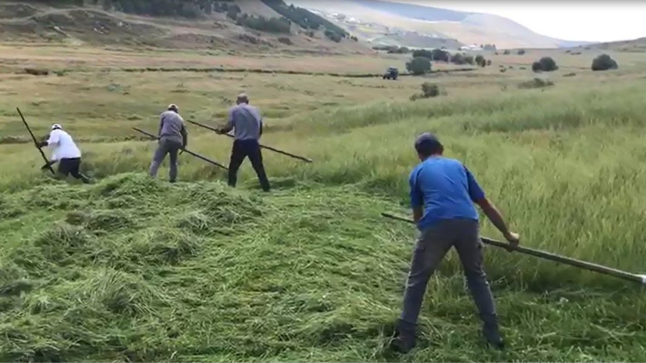 Ardahanlı çiftçilerin tırpanlarla zorlu ot biçme mesaisi