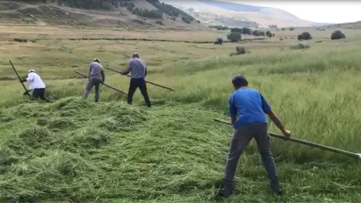 Ardahanlı çiftçilerin tırpanlarla zorlu ot biçme mesaisi