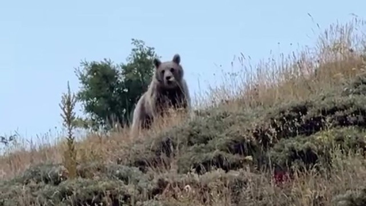 Çoban, ayıyı bağırarak korkuttu