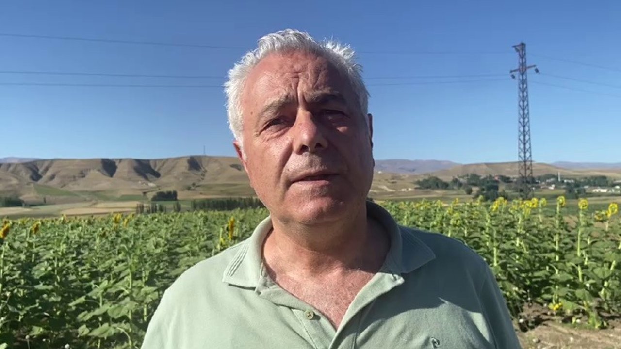 Doğu’da çiftçiler ayçiçeği ve mısıra yöneldi