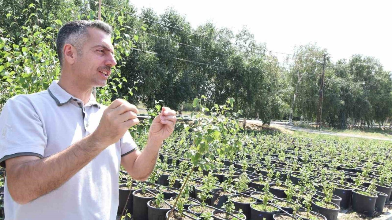 Erzurum Orman Bölge Müdürü Karakurt: "Bölgede yıl sonuna kadar 908 bin fidan toprakla buluşturulacak"