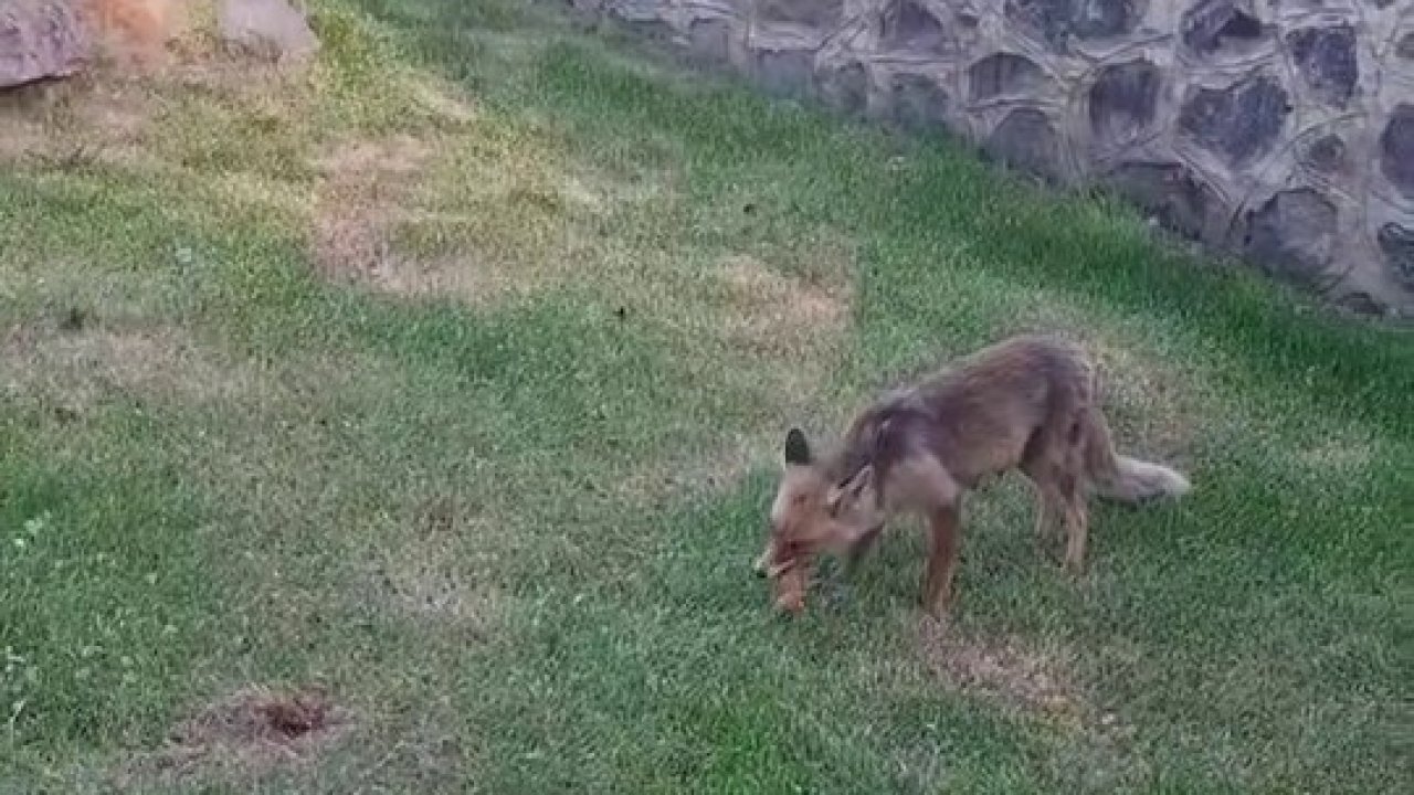 Tilkiye kadayıf dolması yedirdiler