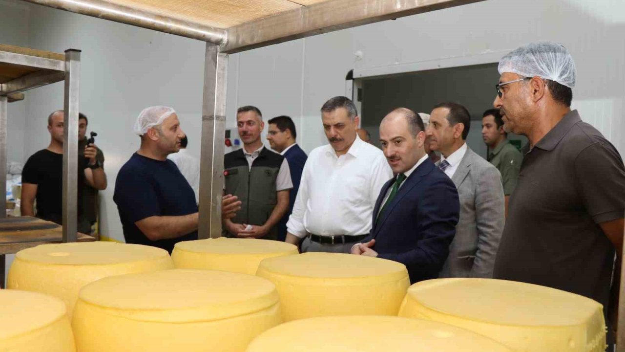 Kaşar üretimi bölge ekonomisine önemli katkı sağlıyor