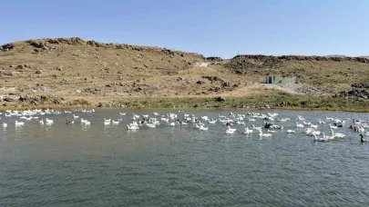 Kazlar kış sofraları için besiye alındı