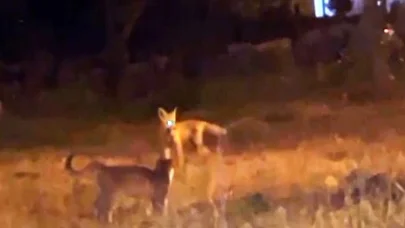 Kars’ta tilki ile kedilerin oyunu kameraya yansıdı