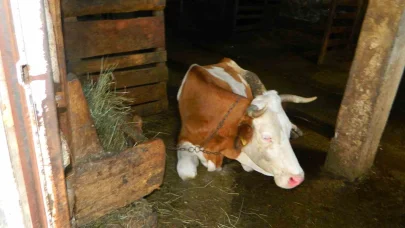 Posof’ta şap hastalığı besicileri zor durumda bıraktı