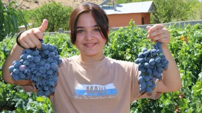 Cimin üzüm bağlarında hareketlilik sürüyor