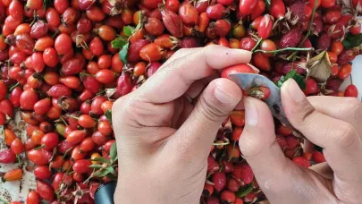 Kuşburnu sezonu başladı