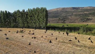 Onlarca kuş türü geri dönüş yolculuğuna başladı