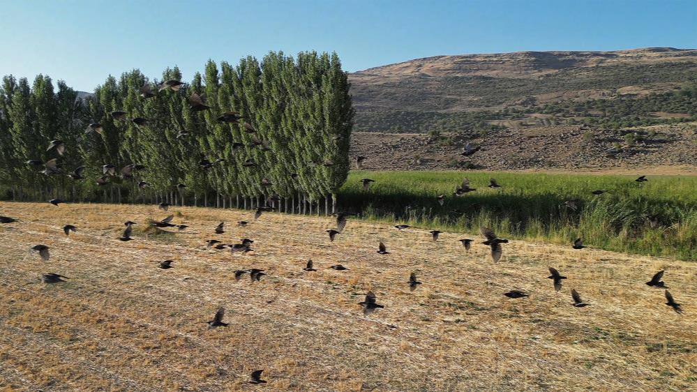 Onlarca kuş türü geri dönüş yolculuğuna başladı