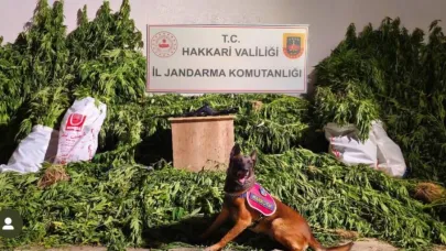 630 kök kenevir ve 61 kilo esrar ele geçirildi