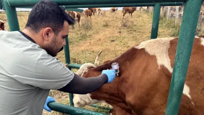 Şap hastalığıyla mücadelede sona gelindi