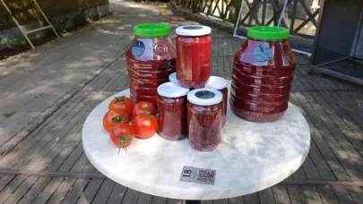 Organik domatesler hasat ediliyor
