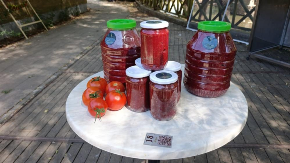Organik domatesler hasat ediliyor