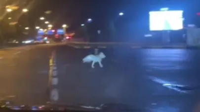 Kars’ta kurtlar şehir merkezinde dolaştı
