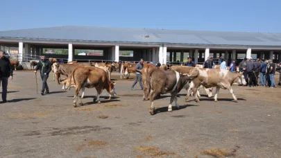 Kars hayvan pazarları açılıyor