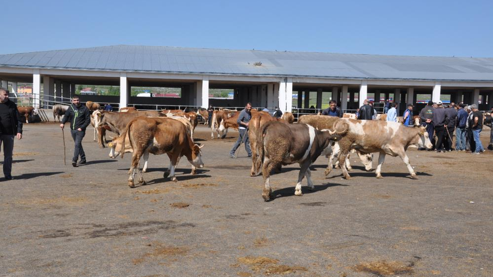 Kars hayvan pazarları açılıyor