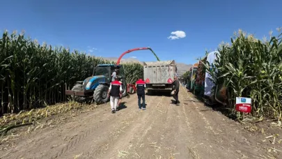 Silajlık mısır hasadı devam ediyor