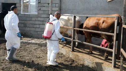 Iğdır'da şap hastalığıyla yapılan mücadeleden üretici memnun