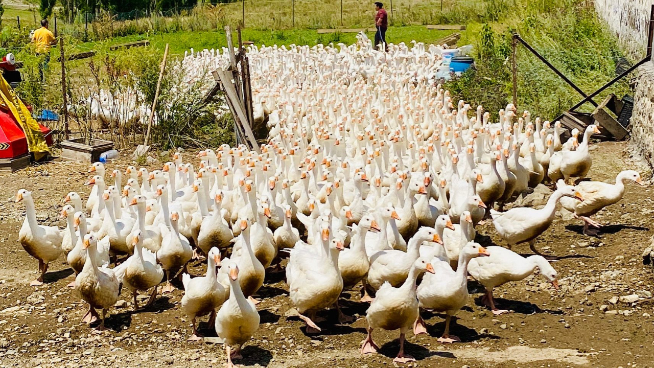 Kars’ta kaz sürülerinin görsel şöleni