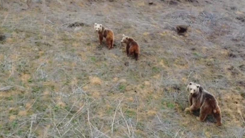 Kırsal alanda anne ayı ve yavruları görüntülendi