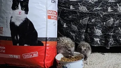 Kirpi ailesi kedilerin mamasına ortak oldu