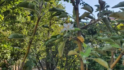 Çiçek açan elma ağacı görenleri şaşırttı