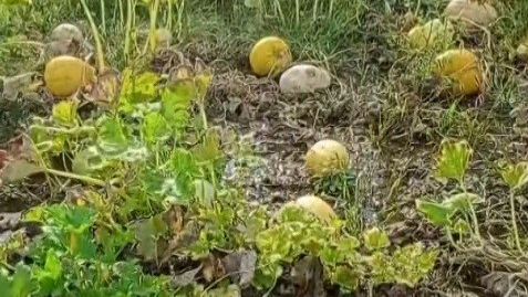 Tarlasını su basan çiftçi isyan etti