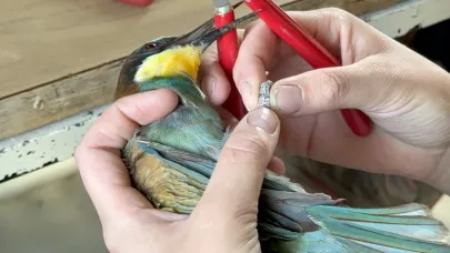 "Bugüne kadar 64 türden yaklaşık 2 bin kuş halkaladık"