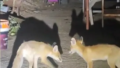 Her akşam aynı yere gelen tilkiler karınlarını doyuruyor
