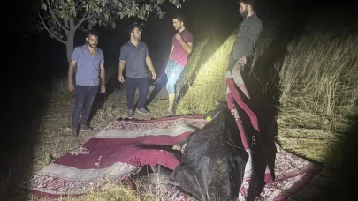 Dağda rahatsızlanan ineği halı içerisinde taşıdılar