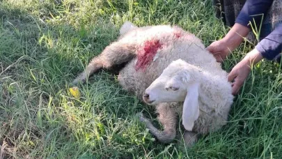 Başıboş sokak köpekleri kuzulara saldırdı
