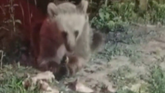 Karnını duyuran ayı kameraya yansıdı