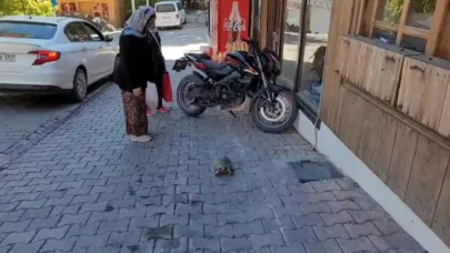 Kaplumbağa mahallenin maskotu oldu