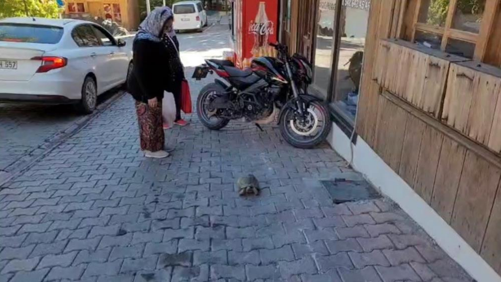 Kaplumbağa mahallenin maskotu oldu
