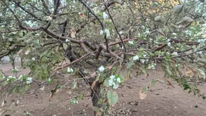 Çiçek açan meyve ağaçlarını görenler şaşırdı