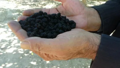 Kurutulmuş karadut yüz güldürüyor