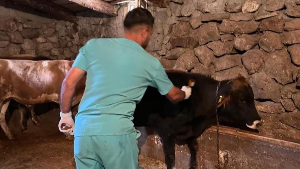 Şap hastalığına karşı aşılama devam ediyor