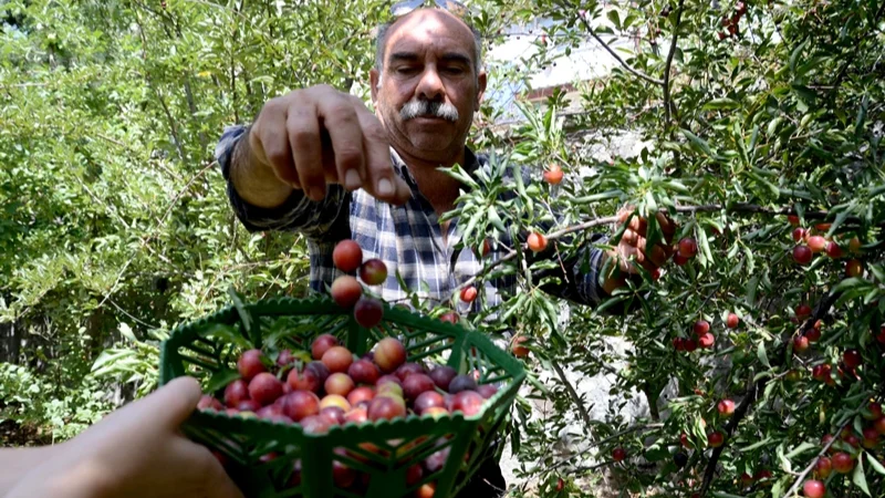 Sarıkamış'ta meyve bereketi