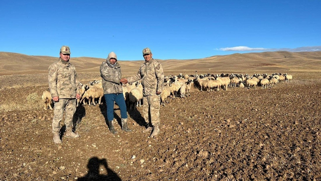 Kaybolan 300 koyun, jandarma tarafından bulundu